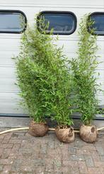 Bamboe struiken, Tuin en Terras, Planten | Struiken en Hagen, Ophalen, Bamboe