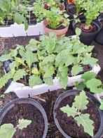 Surinaamse Plantjes Pooi, Antoerwa, Lauki, Tuin en Terras, Planten | Tuinplanten, Ophalen, Volle zon, Groenteplanten, Eenjarig
