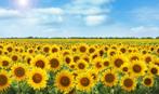 Bio zaden Zonnebloem - Helianthus annuus, Tuin en Terras, Verzenden, Voorjaar, Volle zon, Zaad
