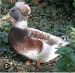 Oud hollandse kuifeenden, Dieren en Toebehoren, Pluimvee