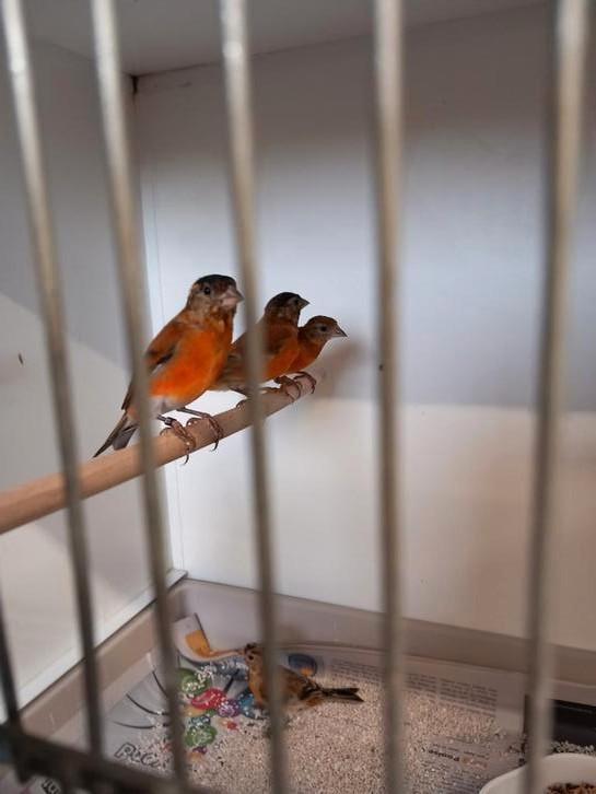 Kapeotsijs x kanarie raza F1, Dieren en Toebehoren, Vogels | Overige Vogels, Mannelijk
