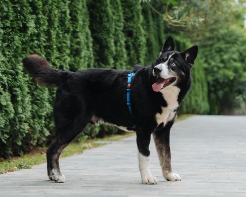 Hektor zoekt zijn eigen familie, Dieren en Toebehoren, Honden | Niet-rashonden, Middel, Reu, Particulier, Eén hond, Buitenland