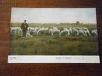 T31 - Meppen - Schapen - Herder - 1906 - Mooi, Verzamelen, Verzenden, Voor 1920, Gelderland