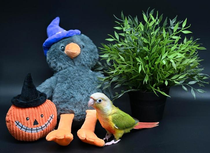 Pyrrhuras super lief en super tam met dna., Dieren en Toebehoren, Vogels | Parkieten en Papegaaien, Papegaai, Meerdere dieren