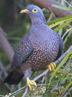 Olijfduiven, Dieren en Toebehoren, Vogels | Overige Vogels, Meerdere dieren, Tropenvogel