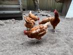 5 leg henen, Dieren en Toebehoren, Pluimvee, Vrouwelijk, Kip
