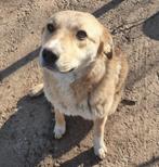 URGENT MALINA LIEVE JONGE HOND, TEEFJE, LEES HAAR VERHAAL, Dieren en Toebehoren, Honden | Niet-rashonden, Particulier, Rabiës (hondsdolheid)