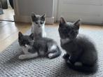 Half britse korthaar kitten. Nog 1 poesje beschikbaar., Dieren en Toebehoren, Katten en Kittens | Raskatten | Korthaar, Gechipt