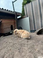 Hangoor/minilop konijntjes, Dieren en Toebehoren, Konijnen, Meerdere dieren, Dwerg, Hangoor