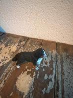 Bernersennen hondje uit 2013, Ophalen of Verzenden, Zo goed als nieuw