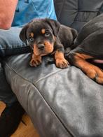 Rottweiler puppys, Standaard, Rabiës (hondsdolheid), 8 tot 15 weken, Korthaar