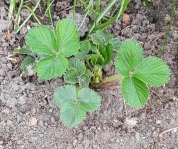 Aardbeienplanten tegen de bloei aan, ook Kapucijnerplantjes! beschikbaar voor biedingen