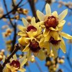Te Koop: Chimonanthus Praecox (meloenboompje) planten in pot, Ophalen, Overige soorten, Struik, Minder dan 100 cm