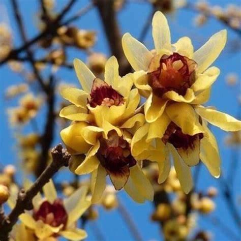 Te Koop: Chimonanthus Praecox (meloenboompje) planten in pot, Tuin en Terras, Planten | Struiken en Hagen, Struik, Overige soorten