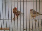 koppel oranjeborst zwartborst bruine zebravinken, Dieren en Toebehoren, Vogels | Overige Vogels, Meerdere dieren, Tropenvogel