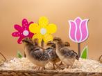 Jonge tamme Bielefelder kuikens gesekst & ingeënt, Dieren en Toebehoren, Pluimvee, Vrouwelijk, Kip