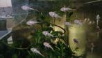 Albino ancistruussen, Dieren en Toebehoren, Vissen | Aquariumvissen