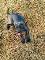 Wegens niet nakomen afspraak nog 2 cane corso teefjes, Rabiës (hondsdolheid), Overige rassen, 8 tot 15 weken, Teef