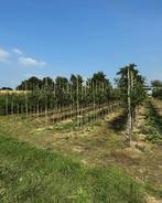 Castanea sativa tamme kastanje