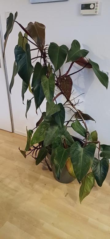 Philodendron Red Emerald 150cm beschikbaar voor biedingen