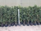 Portugese laurier, Tuin en Terras, Planten | Struiken en Hagen, Ophalen, Laurier, 100 tot 250 cm