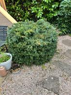 Mooie Taxus plant, Vaste plant, Bloeit niet, Halfschaduw, Ophalen