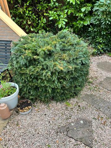 Mooie Taxus plant beschikbaar voor biedingen