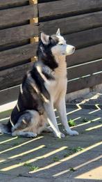 Husky reu zoekt nieuw huisje, Dieren en Toebehoren, 6 jaar of ouder, Rabiës (hondsdolheid), Reu, Poolhond