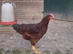Rhode Island Red haan, Dieren en Toebehoren, Pluimvee, Mannelijk, Kip