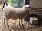 Lulu, Ouessant schaapje ooi (stamboek - wit) - 2025, Dieren en Toebehoren, Schapen, Geiten en Varkens, Vrouwelijk, Schaap, 0 tot 2 jaar