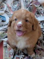 Nova Scotia Duck tolling retriever pups, Dieren en Toebehoren, Overige rassen, 8 tot 15 weken, CDV (hondenziekte), Meerdere