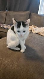 Kittens, Dieren en Toebehoren, Katten en Kittens | Overige Katten, Meerdere dieren