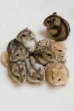 Lieve, kindvriendelijke tamme dwerghamster, Dieren en Toebehoren, Knaagdieren, Oktober, Hamster, Tam