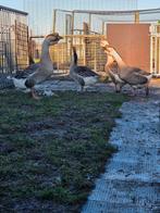 Mooie Afrikaanse knobbelganzen, Meerdere dieren, Gans of Zwaan