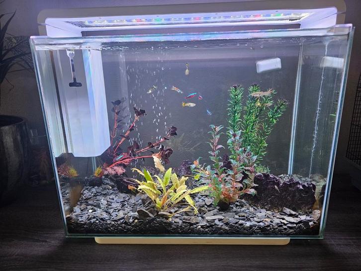 SuperFish Home Aquarium 80 liter incl. Vissen en planten., Dieren en Toebehoren, Vissen | Aquaria en Toebehoren, Gevuld zoetwateraquarium