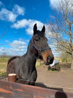 Te koop lieve ruin, Dieren en Toebehoren, Paarden, Ruin, Zadelmak, Gechipt, Recreatiepaard