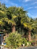 Trachycarpus fortunei Chinese waaierpalm, Tuin en Terras, Planten | Tuinplanten, Ophalen, Overige soorten, Volle zon