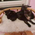 Maine Coon Kitten, Dieren en Toebehoren, Poes, Gechipt, 0 tot 2 jaar
