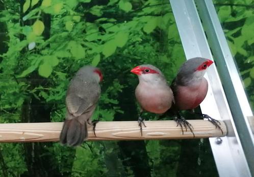 Sint Helena fazantjes diverse koppels., Dieren en Toebehoren, Vogels | Overige Vogels, Tropenvogel, Meerdere dieren