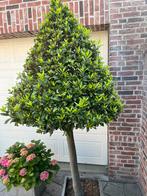 Laurier  boompjes, Tuin en Terras, Planten | Bomen, Ophalen, Halfschaduw, Overige soorten, 100 tot 250 cm