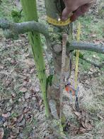 Fruitbomen, Tuin en Terras, Ophalen of Verzenden, 100 tot 250 cm, Appelboom, Lente