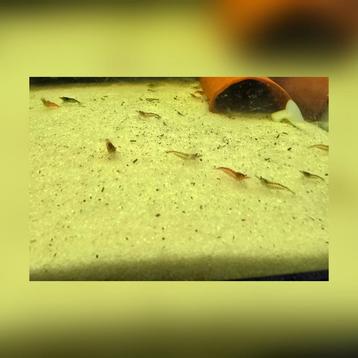 Aquarium garnalen  beschikbaar voor biedingen