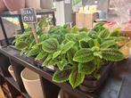 Pilea Moon Valley, Overige soorten, In pot, Minder dan 100 cm, Groene kamerplant