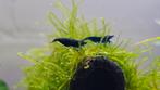 Neocaridina Blue Dream Garnalen, Kreeft, Krab of Garnaal, Zoetwatervis, Schoolvis