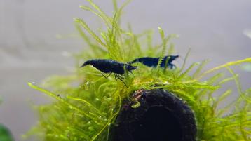  Neocaridina Blue Dream Garnalen  beschikbaar voor biedingen