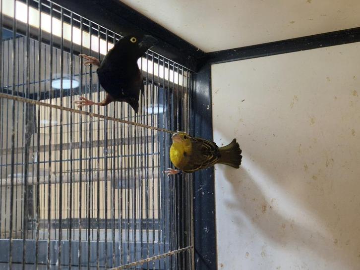 Koppel Fluweelwevers  | Ploceus castaneofuscus | Onverwant, Dieren en Toebehoren, Vogels | Overige Vogels, Tropenvogel, Meerdere dieren