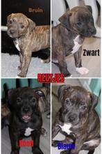 Amerikaanse Stafford (Am staff) x Pitbull Pups, Dieren en Toebehoren, 8 tot 15 weken, CDV (hondenziekte), Meerdere, Meerdere dieren