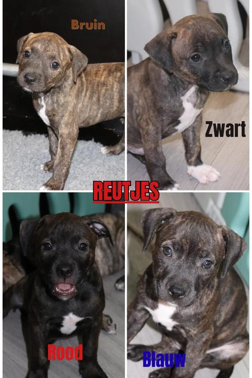 Amerikaanse Stafford (Am staff) x Pitbull Puppy's, Dieren en Toebehoren, Honden | Niet-rashonden, Middel, Meerdere dieren, Particulier