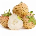 Witte aardbeien (Snow white) plantjes 3,- p/st, Tuin en Terras, Planten | Tuinplanten, Zomer, Fruitplanten, Ophalen of Verzenden