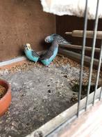 Grasparkieten, Dieren en Toebehoren, Vogels | Parkieten en Papegaaien, Meerdere dieren, Parkiet